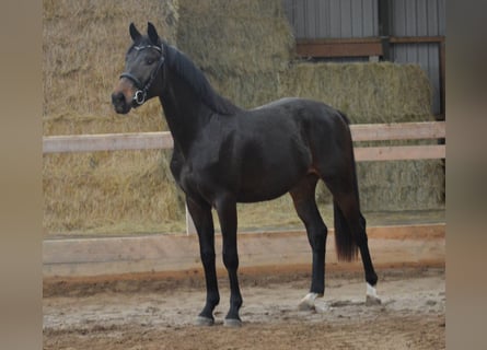 Oldenburger, Hengst, 4 Jahre, Dunkelbrauner