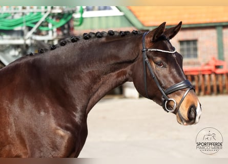 Oldenburger, Hengst, 5 Jaar, 170 cm, Donkerbruin