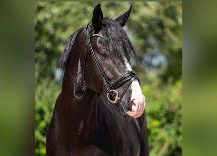 Oldenburger, Hengst, 5 Jaar, 172 cm, Zwart