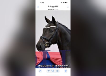 Oldenburger, Hengst, 5 Jahre, 170 cm, Brauner