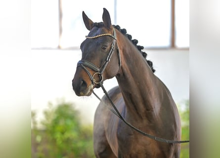 Oldenburger, Hengst, 5 Jahre, 171 cm, Brauner