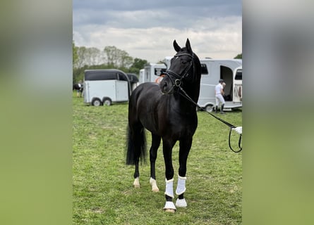 Oldenburger, Hengst, 5 Jahre, 172 cm, Rappe