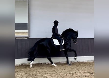 Oldenburger, Hengst, 5 Jahre, 173 cm, Rappe