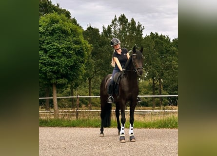 Oldenburger, Hengst, 5 Jahre, Dunkelbrauner