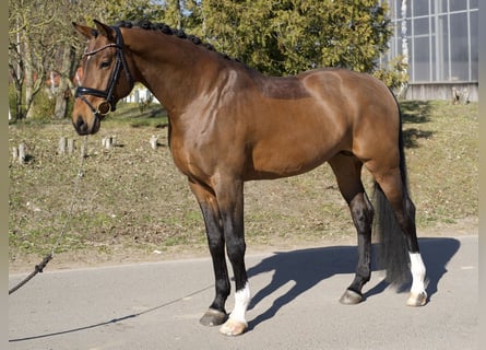 Oldenburger, Hengst, 6 Jaar, 169 cm, Bruin