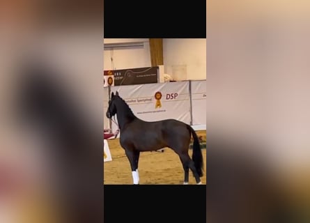 Oldenburger, Hengst, 7 Jaar, 170 cm, Bruin