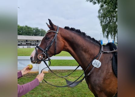 Oldenburger, Hengst, 7 Jahre, 163 cm