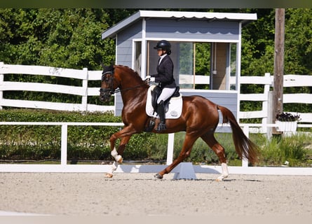 Oldenburger, Hengst, 7 Jahre, 165 cm, Dunkelfuchs