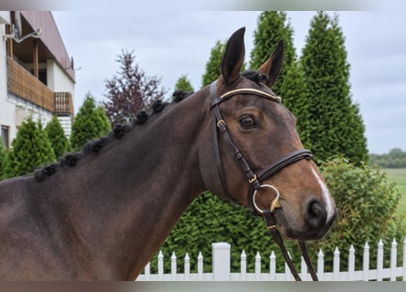 Oldenburger, Hengst, 7 Jahre, 167 cm, Brauner