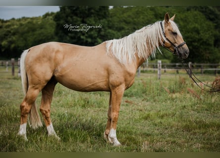 Oldenburger, Hengst, 7 Jahre, 170 cm, Palomino