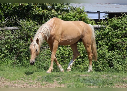 Oldenburger, Hengst, 7 Jahre, 172 cm, Palomino