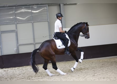 Oldenburger, Hengst, 8 Jahre, 174 cm, Brauner