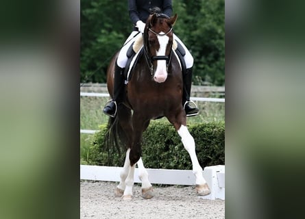 Oldenburger, Hengst, 8 Jahre, 174 cm, Dunkelfuchs