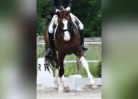 Oldenburger, Hengst, 9 Jaar, 174 cm, Donkere-vos
