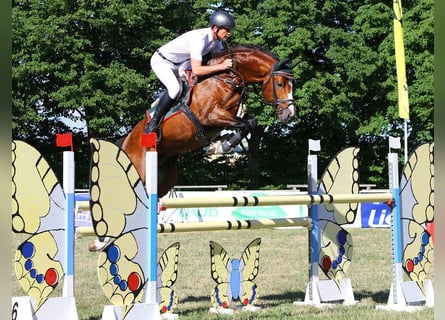 Oldenburger, Hengst, 11 Jaar, 167 cm, Bruin