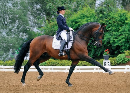 Oldenburger, Hengst, 23 Jaar, 169 cm, Bruin