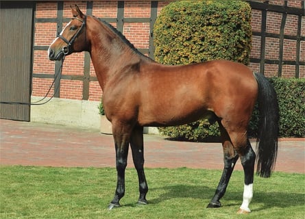 Oldenburger, Hengst, 20 Jaar, 172 cm, Bruin