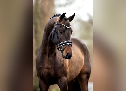 Oldenburger, Hengst, 5 Jaar, 168 cm, Donkerbruin