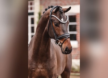 Oldenburger, Hengst, 3 Jaar, 171 cm, Donkerbruin