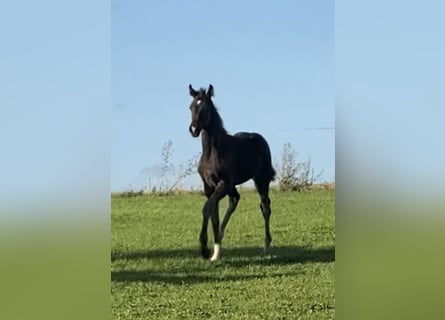 Oldenburger, Hengst, Fohlen (05/2026), 166 cm, Rappe