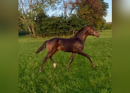 Oldenburger, Hengst, Fohlen (05/2025), 170 cm, Dunkelbrauner