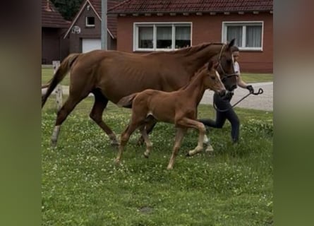 Oldenburger, Hengst, Fohlen (06/2025), 170 cm, Fuchs