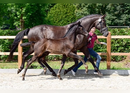 Oldenburger, Hengst, Fohlen (04/2026), 170 cm, Rappe