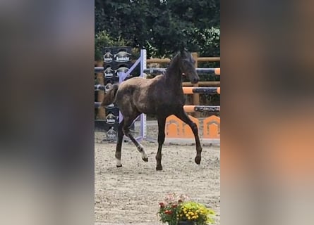 Oldenburger, Hengst, , 170 cm, Rappe