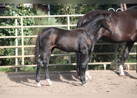Oldenburger, Hengst, Fohlen (05/2025), 170 cm, Schwarzbrauner