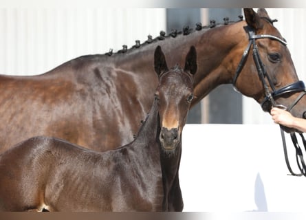 Oldenburger, Hengst, Fohlen (06/2024), 170 cm, Schwarzbrauner