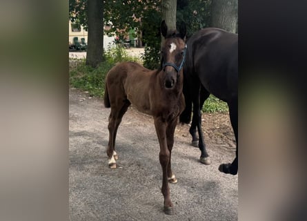 Oldenburger, Hengst, , 170 cm, Schwarzbrauner