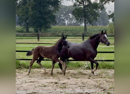 Oldenburger, Hengst, Fohlen (04/2025), 172 cm, Rappe