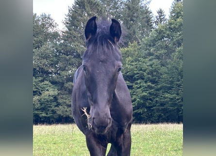 Oldenburger, Hengst, Fohlen (05/2025), 172 cm, Rappe