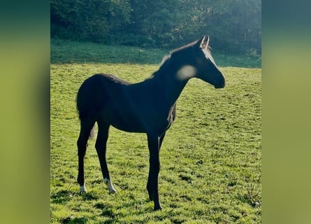 Oldenburger, Hengst, Fohlen (05/2025), 172 cm, Rappe