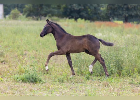 Oldenburger, Hengst, Fohlen (03/2025), 172 cm, Rappe