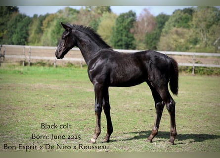 Oldenburger, Hengst, Fohlen (06/2025), 175 cm, Rappe