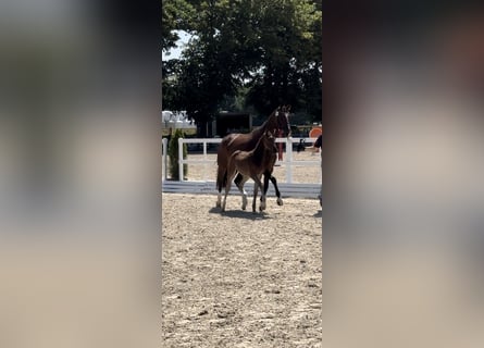 Oldenburger, Hengst, 