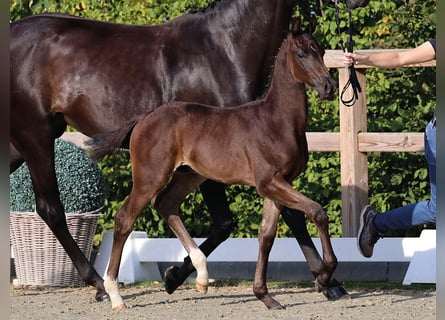 Oldenburger, Hengst, Fohlen (06/2026)