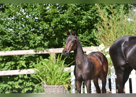 Oldenburger, Hengst, Fohlen (03/2025), Dunkelbrauner