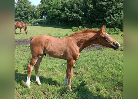Oldenburger, Hengst, Fohlen (04/2026), Fuchs