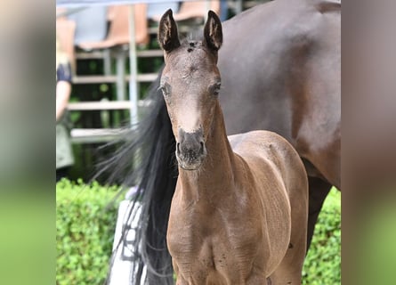 Oldenburger, Hengst, Fohlen (06/2024), Rappe