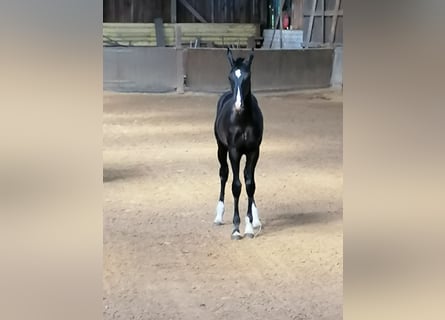 Oldenburger, Hengst, Fohlen (02/2024), Rappe