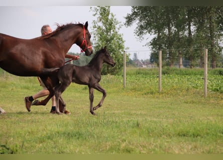 Oldenburger, Hengst, Fohlen (05/2025), Rappe