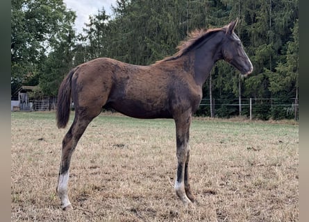 Oldenburger, Hengst, Fohlen (04/2026), Rappe
