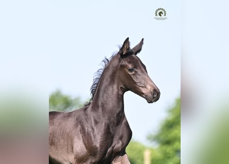 Oldenburger, Hengst, Fohlen (05/2026), Rappe