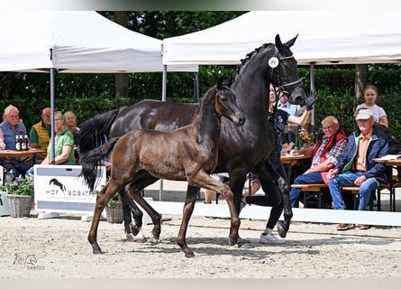 Oldenburger, Hengst, Fohlen (04/2026), Schwarzbrauner