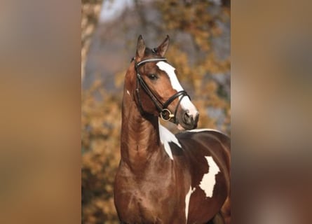 Oldenburger, Hengst, 21 Jaar, 166 cm, Gevlekt-paard