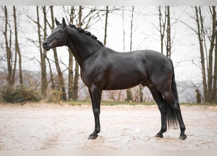Oldenburger, Hengst, 9 Jahre, 168 cm, Rappe
