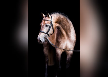 Oldenburger, Hengst, 10 Jahre, 168 cm, Schimmel