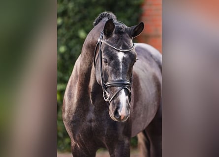Oldenburger, Hengst, 4 Jahre, 170 cm, Schimmel